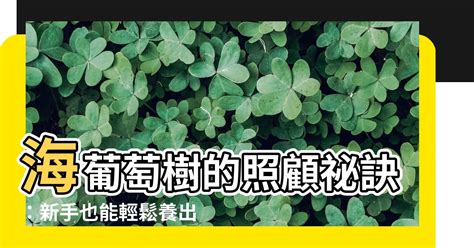 海葡萄 照顧|【海葡萄樹怎麼養？給新手的基礎照護指南】｜方格子 